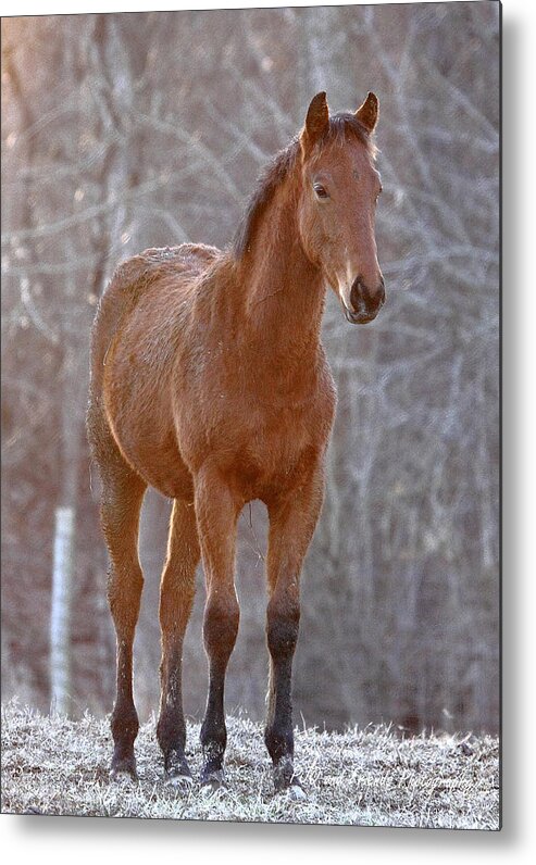  Metal Print featuring the photograph 'One Day I Will Race' by PJQandFriends Photography