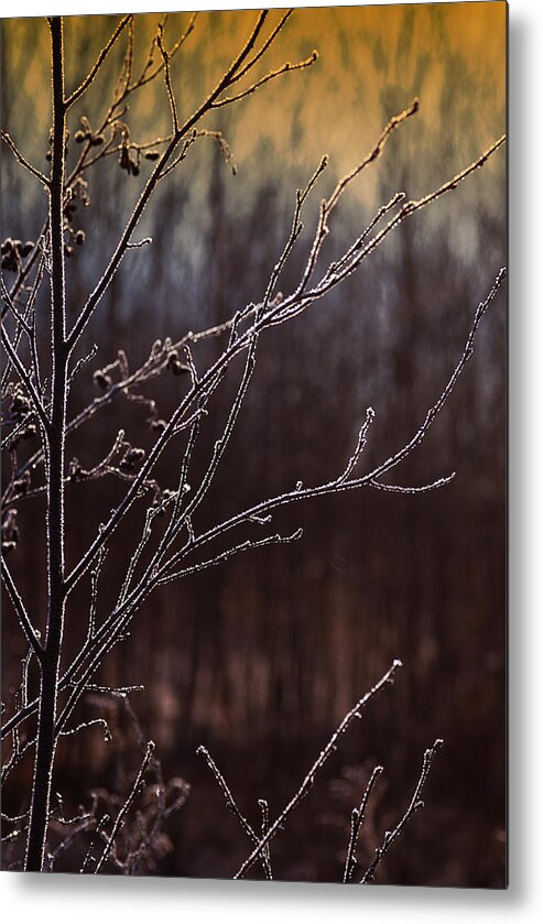 Frost Metal Print featuring the photograph One Frosty Morning by Sue Capuano