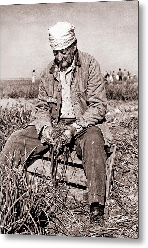 Agriculture Metal Print featuring the photograph Onion Picker by Jim Painter