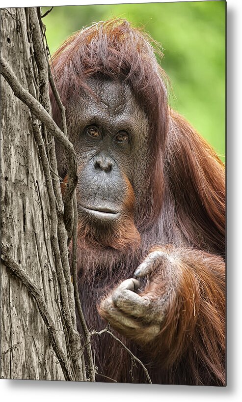 Orangutan Metal Print featuring the photograph Orangutan by Wade Aiken