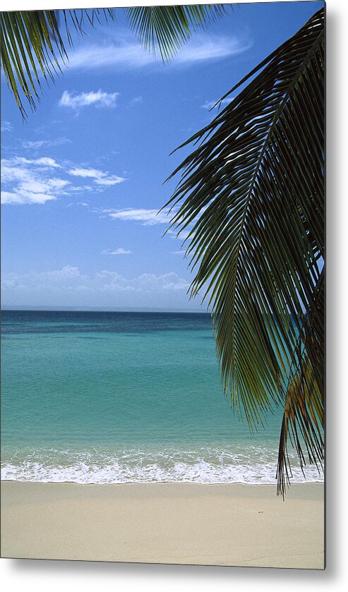 Mp Metal Print featuring the photograph Palm Fronds Frame Bacardi Beach by Konrad Wothe