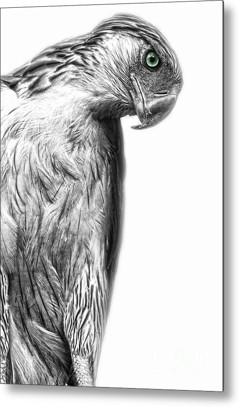 Yhun Suarez Metal Print featuring the photograph Philippine Eagle by Yhun Suarez