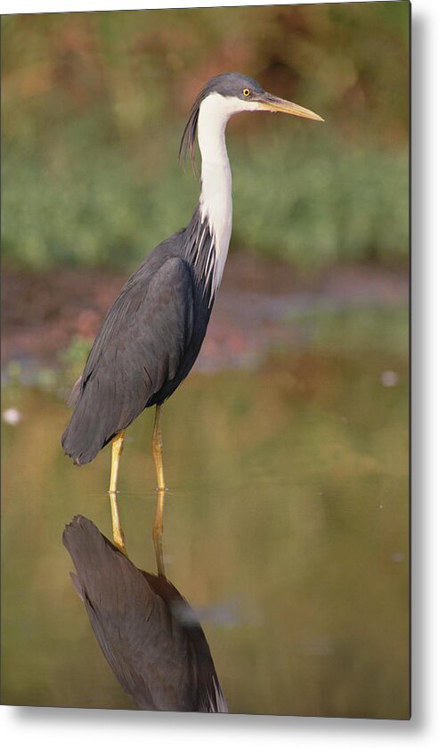 Mp Metal Print featuring the photograph Pied Heron Ardea Picata Wading by Gerry Ellis