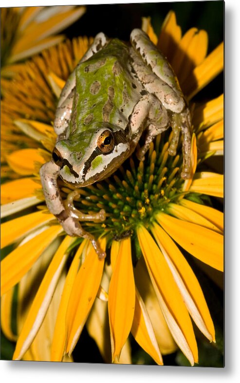 Amphibians Metal Print featuring the photograph Pin cushion by Jean Noren