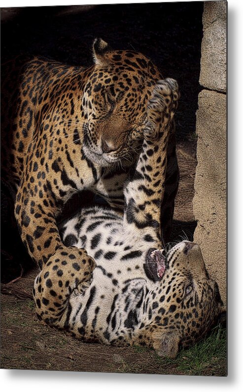 Animals Metal Print featuring the photograph Play Time by Cheri McEachin