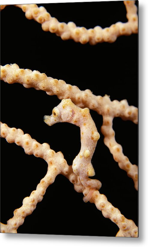 Seahorse Metal Print featuring the photograph Pygmy Seahorse On Coral by Matthew Oldfield