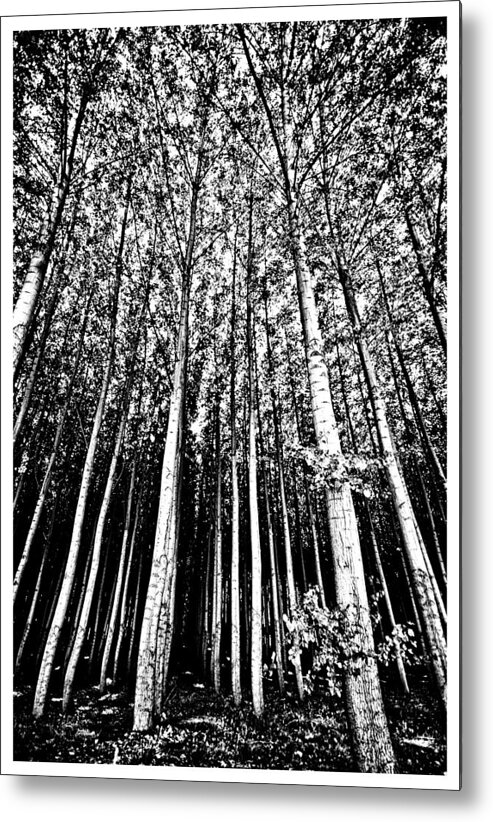 Trees Metal Print featuring the photograph Reaching for the Sky by Dale Stillman