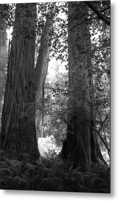 Redwoods Metal Print featuring the photograph Redwood pair by Kathleen Grace