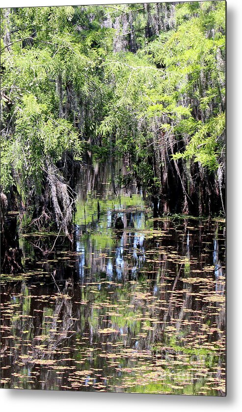 Cypress Trees Metal Print featuring the photograph Reflecting on the Water by Kathy White