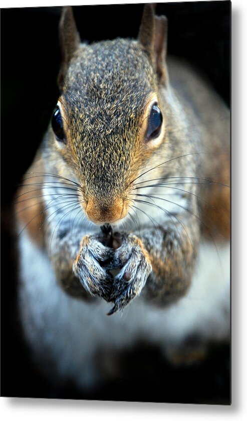 Squirrel Metal Print featuring the photograph Rodent by Skip Willits