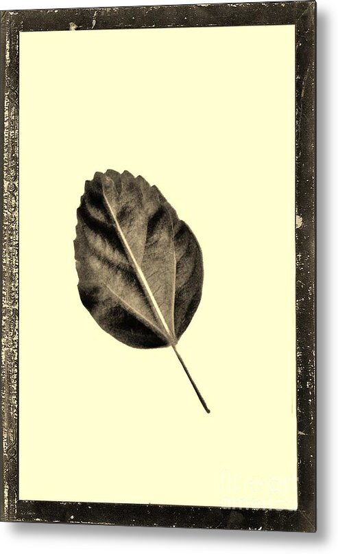 Photograph Metal Print featuring the photograph Sepia Leaf by Marsha Heiken