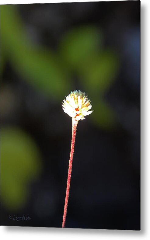 Floral Metal Print featuring the photograph Simplicity by Kerri Ligatich