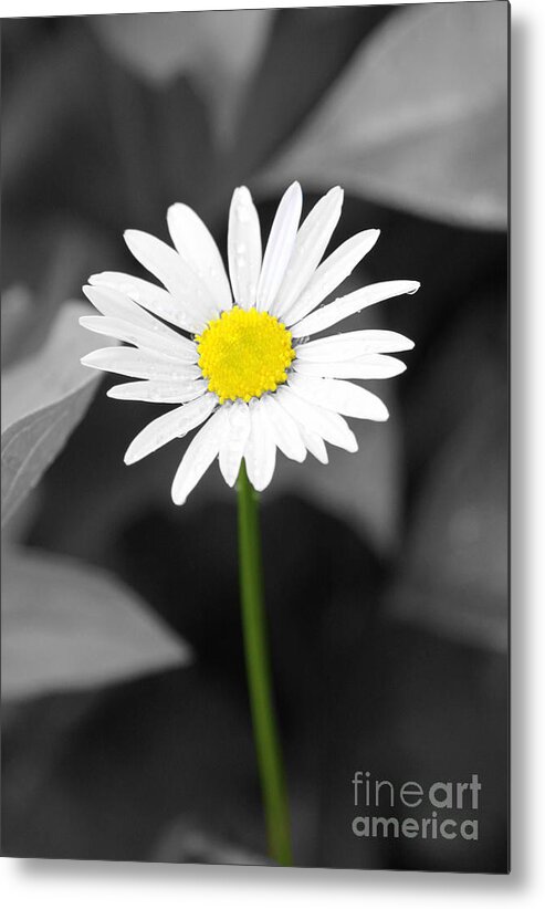 Daisy Metal Print featuring the photograph Simply Me by Brenda Giasson