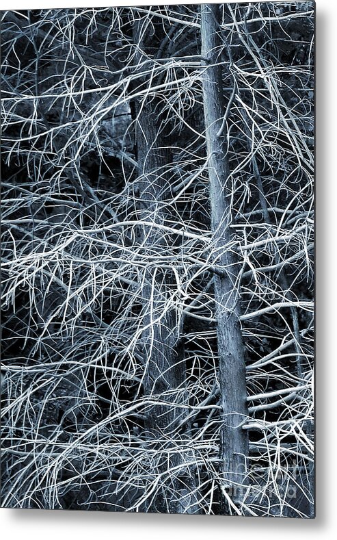 Cypress Metal Print featuring the photograph Skeleton Tree by Judi Bagwell
