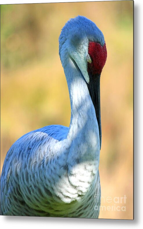 Sleeping Bird Metal Print featuring the photograph Sleeping Sandhill Crane by Carol Groenen