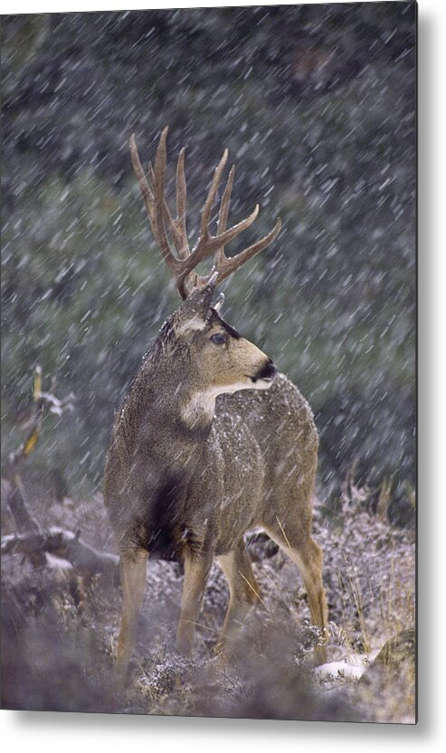 Mule Deer Metal Print featuring the photograph Snow Buck by D Robert Franz