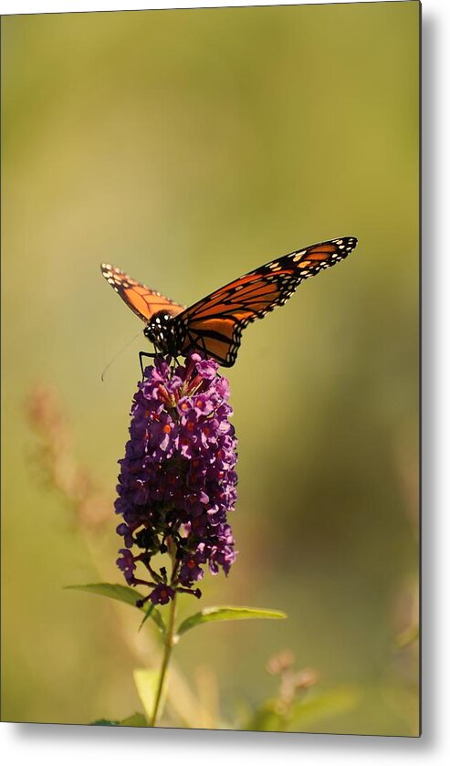 Spread Your Wings And Fly Metal Print featuring the photograph Spread Your Wings And Fly by Angie Tirado