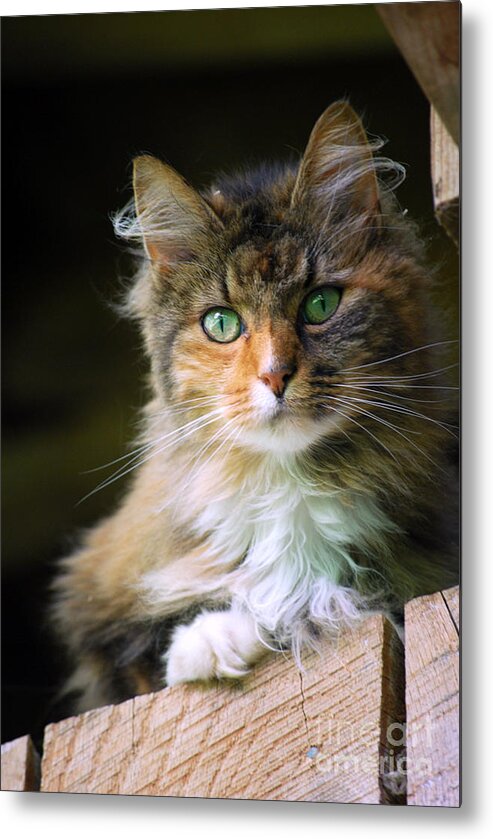 Stinks Barn Cat Prints Metal Print featuring the photograph Stinks barn cat by Lila Fisher-Wenzel