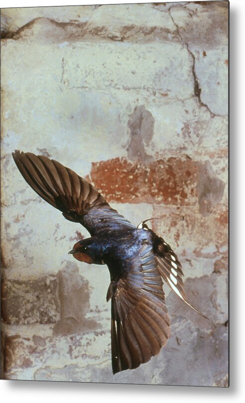 Swallow Metal Print featuring the photograph Swallow In Flight by Andy Harmer