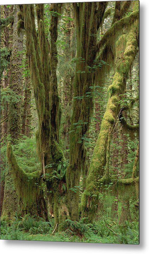 Mp Metal Print featuring the photograph Temperate Rainforest, Queets River by Gerry Ellis