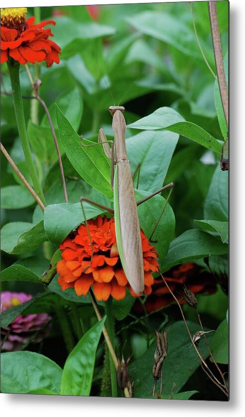 Insects Metal Print featuring the photograph The Patience of a Mantis by Thomas Woolworth
