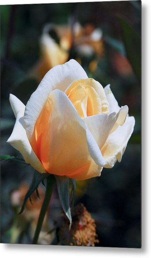 Rose Metal Print featuring the photograph The Rose by Fotosas Photography