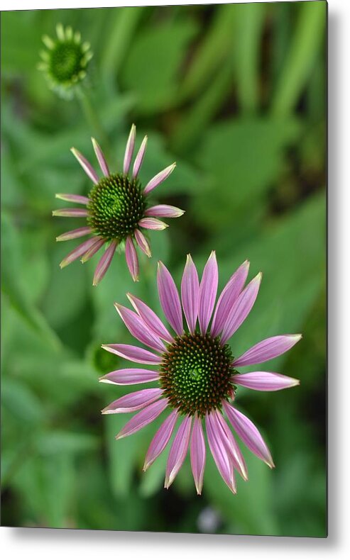 Photography Metal Print featuring the photograph Three stages of a Coneflower by Michael Mrozik