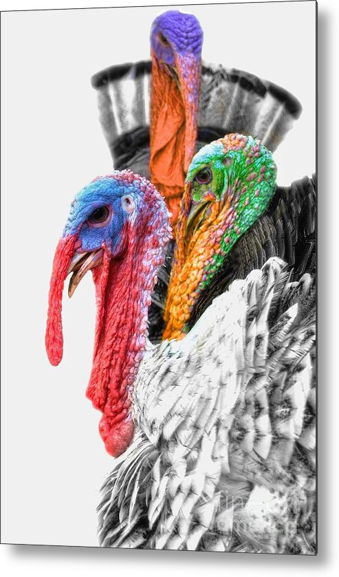 Yhun Suarez Metal Print featuring the photograph Turkeys Delight by Yhun Suarez