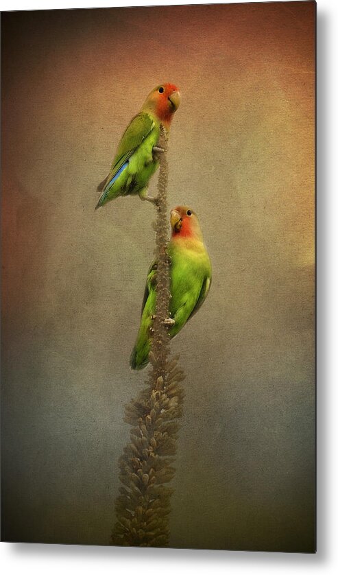 Peach Faced Lovebird Metal Print featuring the photograph Up and Away We Go by Saija Lehtonen