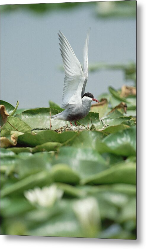 Mp Metal Print featuring the photograph Whiskered Tern Chlidonias Hybridus by Konrad Wothe