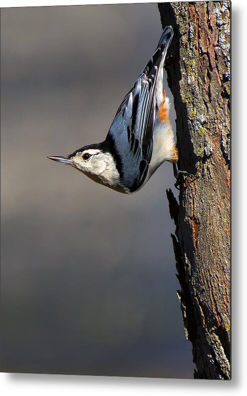 Bird Metal Print featuring the photograph White-Breasted Nuthatch by Bill and Linda Tiepelman