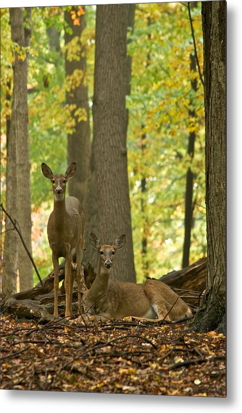 Animals Metal Print featuring the photograph Whitetail and Autumn Woods 0158 by Michael Peychich
