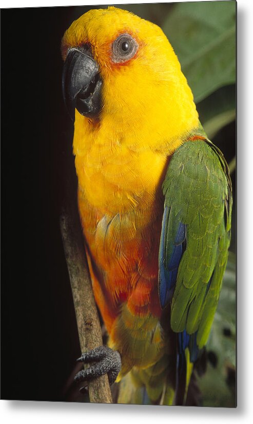 Mp Metal Print featuring the photograph Yellow-faced Parrot Amazona Xanthops by Claus Meyer