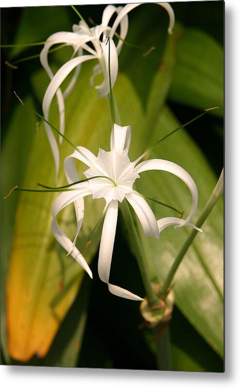 Orchid Metal Print featuring the photograph White Orchid.Singapore 2 by Tony Brown