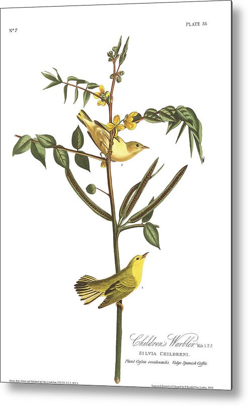 Warbler Metal Print featuring the painting Children's Warbler by John James Audubon