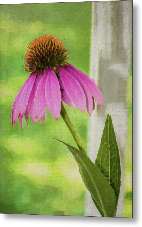 Flower Metal Print featuring the photograph Cone Flower #1 by Cathy Kovarik