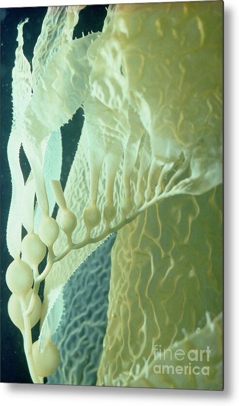 Mp Metal Print featuring the photograph Giant Kelp Detail #2 by Flip Nicklin