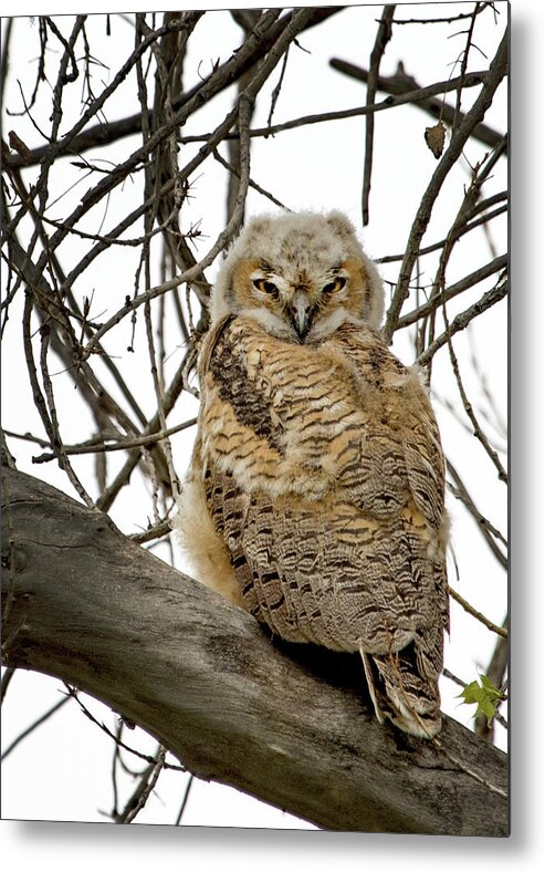 Bubo Virginianus Metal Print featuring the photograph Great Horned Owlet #1 by Dawn Key