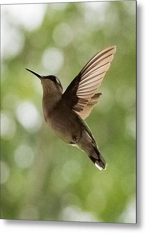 Hummingbird Metal Print featuring the photograph Hummingbird #1 by Holden The Moment