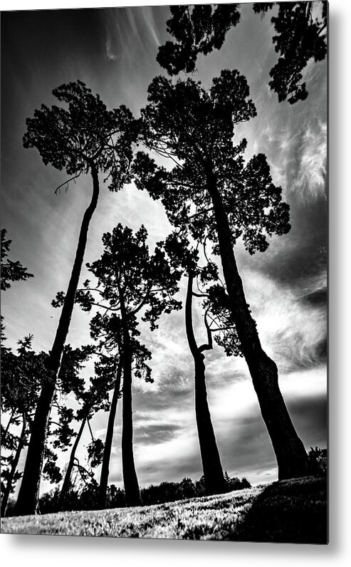 Tree Metal Print featuring the photograph Leaning Trees #1 by Roseanne Jones