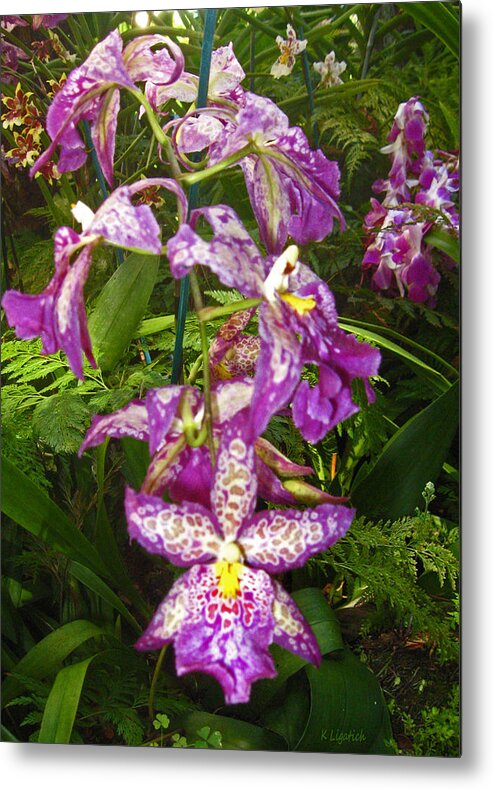 Orchid Metal Print featuring the photograph Orchids - Purple Polka Dots #1 by Kerri Ligatich