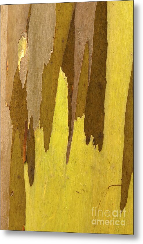 Eucalyptus Metal Print featuring the photograph Peeling Eucalyptus Bark, Hawaii #1 by Peter Skinner