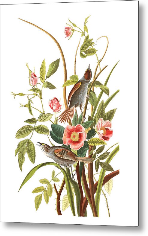 John James Audubon Metal Print featuring the photograph Pink Roses #1 by Munir Alawi