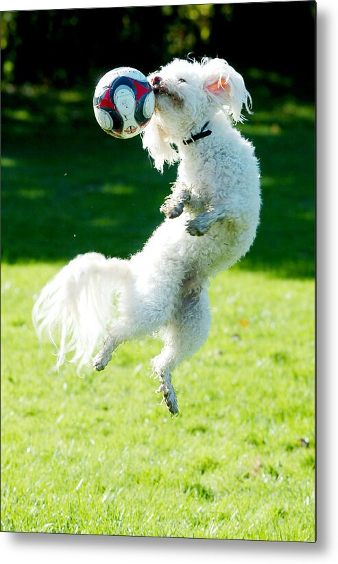 Soccer Metal Print featuring the photograph Soccer dog-6 #1 by Steve Somerville