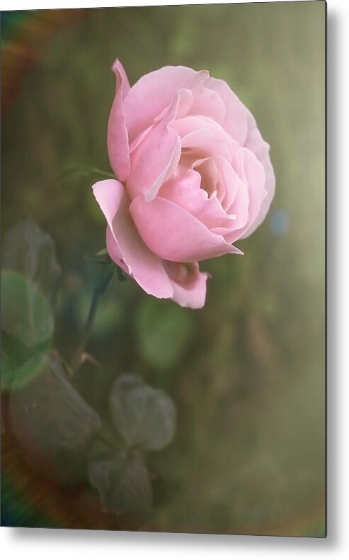 Roses Metal Print featuring the photograph Softness #1 by Elaine Malott