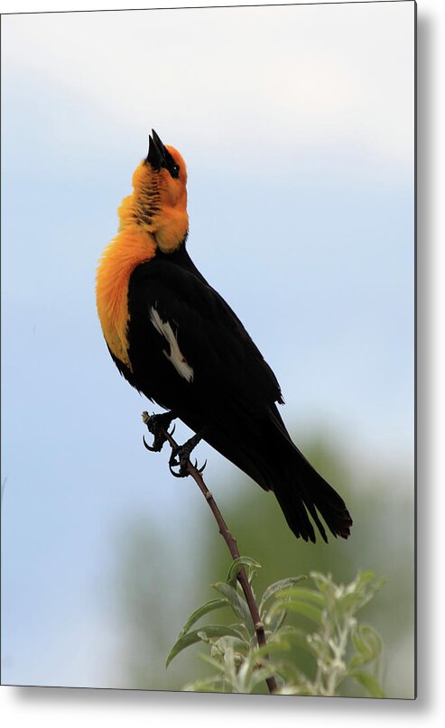 Yellow-headed Blackbird Metal Print featuring the photograph Standing Tall #2 by Shane Bechler