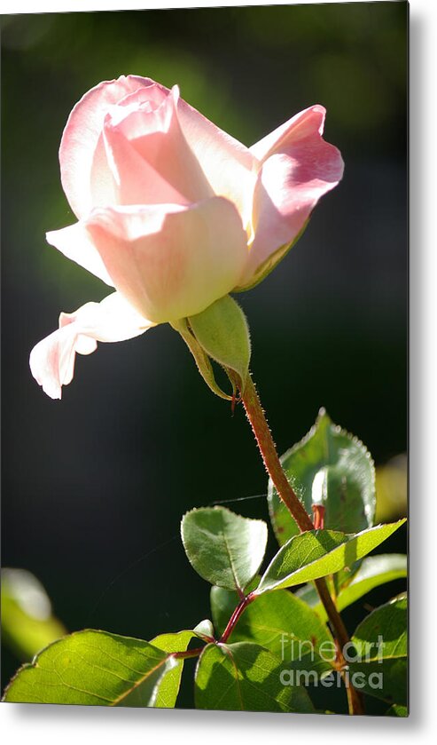 Rose Metal Print featuring the photograph Sunlit rose #1 by Jim And Emily Bush