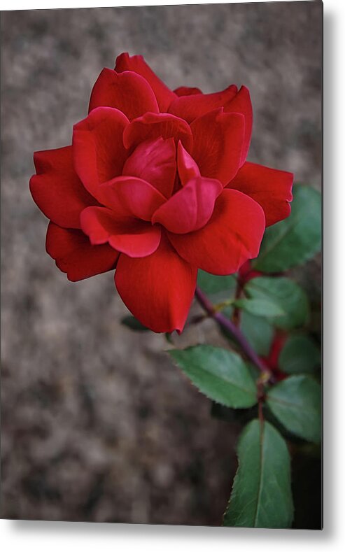 Rose Metal Print featuring the photograph The Rose #1 by Ernest Echols