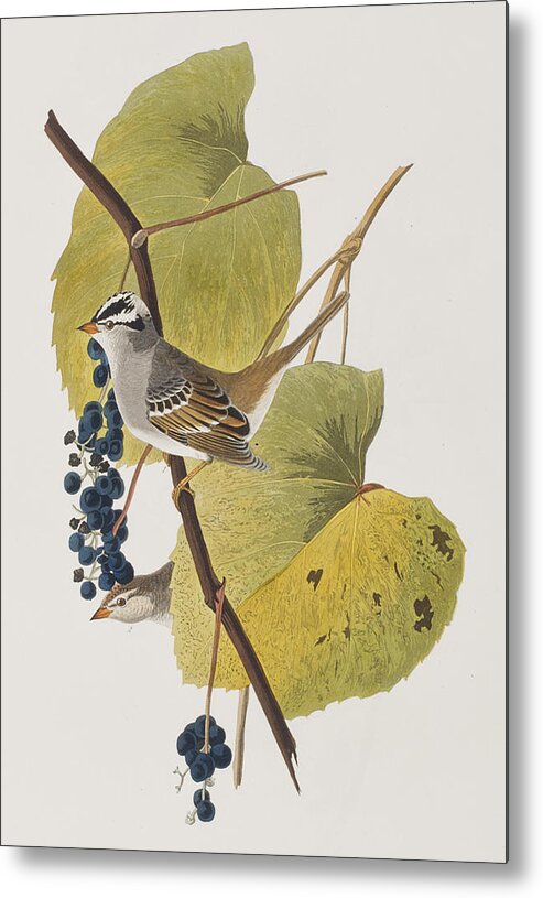 Audubon Metal Print featuring the painting White-crowned Sparrow by John James Audubon