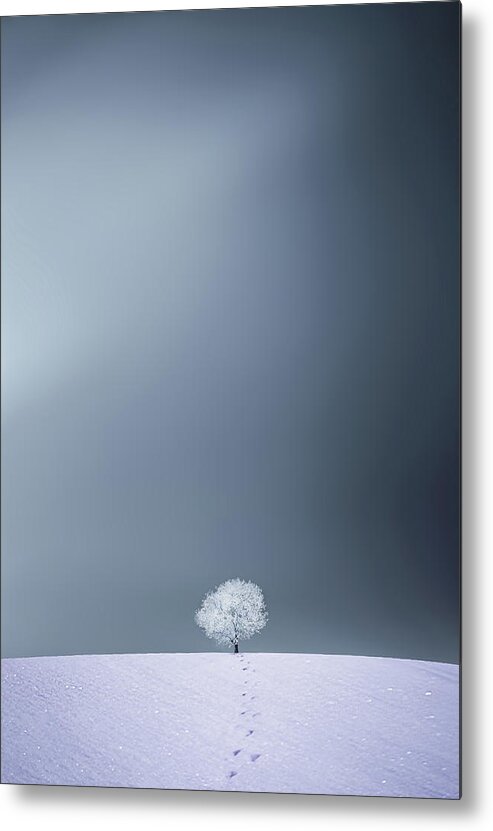 Landscape Metal Print featuring the photograph Winter Tree #1 by Bess Hamiti
